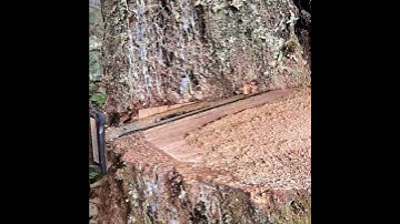 Cushin, cutting trees, tree felling,  stihl, lumberjack, tree work