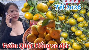 Vườn quýt Hồng Lai vung đón khách tham quan du lịch sa đéc Tết 2026 rộn ràng rực rỡ |DBMTV