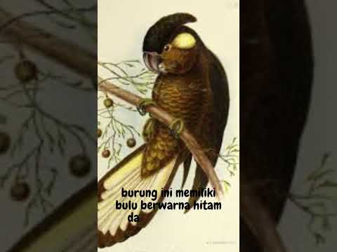 Kakatua Hitam Baudin | The Long-billed Black Cockatoo