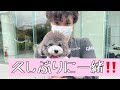 【久しぶりの中京大‼️】#uno1ワンチャンネル #宇野昌磨 #宇野樹 #いぬとの暮らし #トイプードル生活 #フィギュアスケート