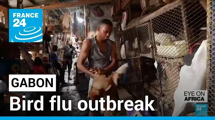 Gabon hit by bird flu outbreak for over two months...