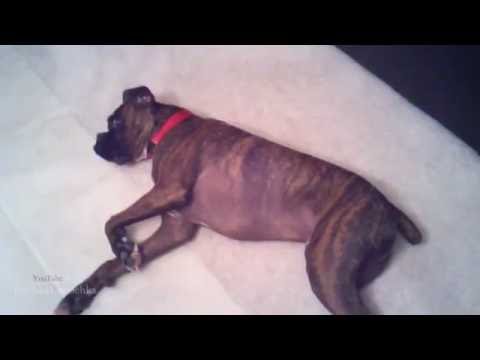 funny-animals-playing-dead-videos!