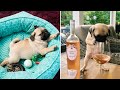 AWW SOO Cute and Funny Pug Puppies - Funniest Pug Ever #12