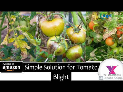 #Tomato# जिवाणू #blight#YK Laboratories NPOP कडून यलो मोज़ेक व्हायरस #टोमॅटो रोग व्यवस्थापन#