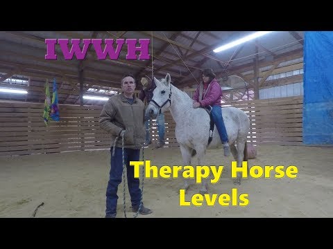 Different Types of Therapy Horses