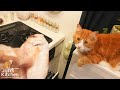 My Favorite Grilled Fish in Japan