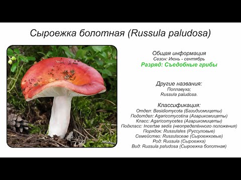 Сыроежка болотная (Russula paludosa)