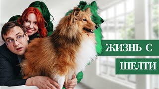 видео: Год с ШЕЛТИ. Радости и гадости жизни с собакой картинка: Год с ШЕЛТИ. Радости и гадости жизни с собакой