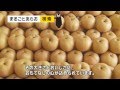 荒尾のジャンボなおもて梨　Arao Nashi Jumbo Pears