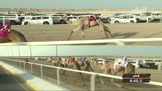 ش4 سباق الثنايا والحيل والزمول (الفترة المسائية) مهرجان تحدي قطر 25-4-2019