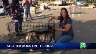 Stanislaus Co. dogs move out of state amid shelter overflow