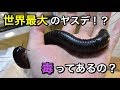 世界で一番大きなヤスデの飼い方【旧】
