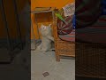 Cute cat   love fighting with parrot   amazing fun