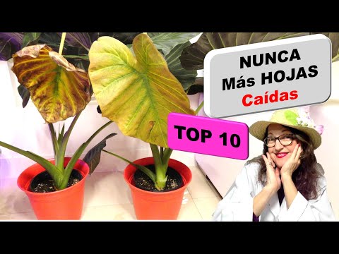 Video: Acacia amarilla: una planta que no requiere cuidados