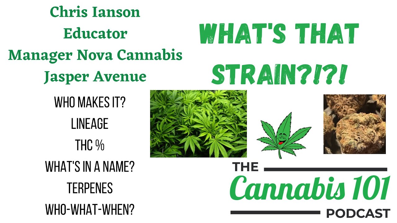 What's That Strain - Strainhunters Lemon Skunk from Thumbs Up Brand - EP72 The Cannabis 101 Podcast