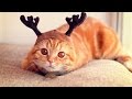 Talented cats - Funny cat Compilation 2017