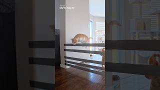 Breaking the cat high jump record with the DJI Osmo Nano! #cats#djiosmonano