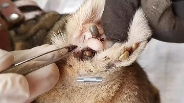 Help Poor Dog In Small Village From Many Big Ticks, Removing Ticks From Dog EP 01 @FamilyKun