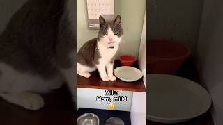 😂 Milo cat's milk craving! #shorts #cat #funny