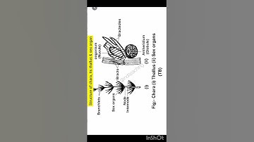 Structure of chara, its thallus & sex organ | neet biology | class 11th biology | @inditeaching