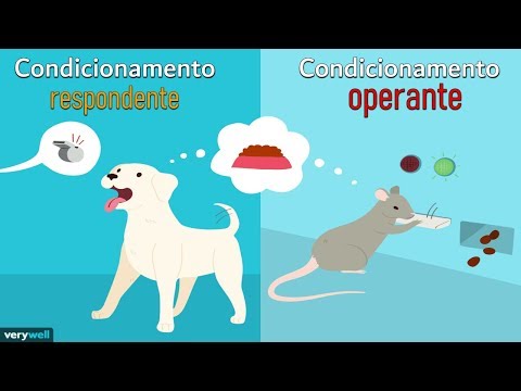 Vídeo: Diferença Entre Condicionamento Clássico E Operante