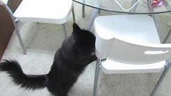 Theo The Talking Cat Youtube Theo The Talking Cat Youtube