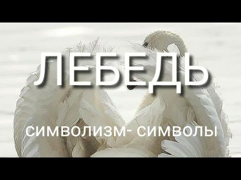 Мягкое слово лебедь. Лебедь символизм. Талисман лебедь. Лебедь символизм у славян.