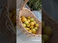 🍃🍋cosecha de limón Meyer🍋🍃enero 2022