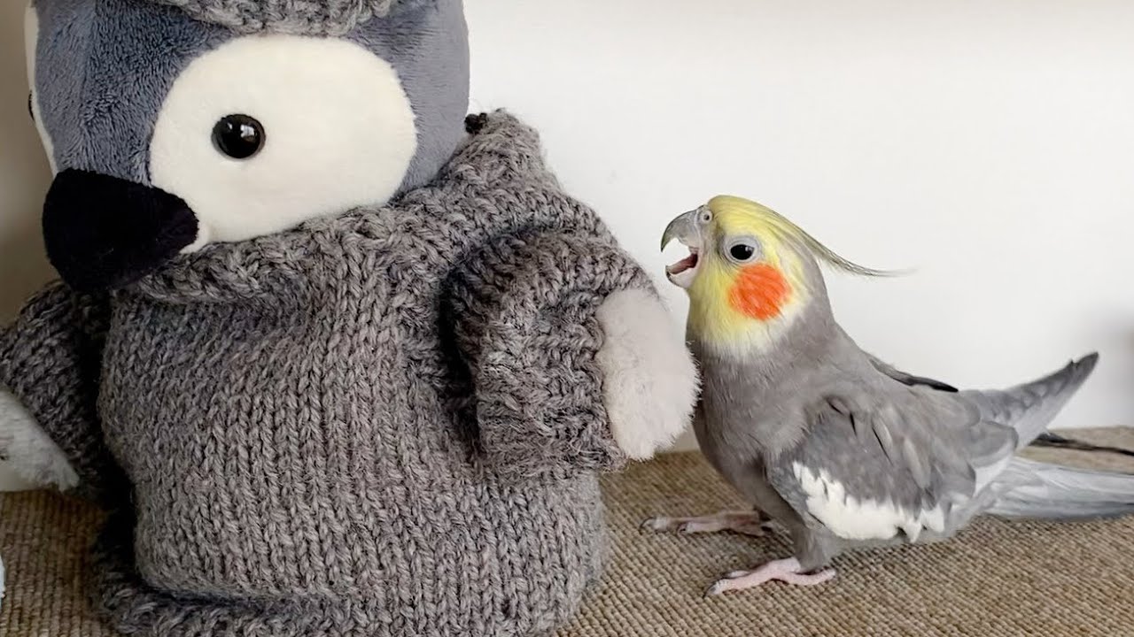 お気に入りのぬいぐるみにセーターを着せたらこうなっちゃいました オカメインコこはくさん
