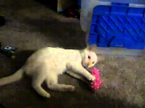 Watson - The Budget Savvy Kitty Playing