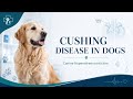 Cushing Syndrome in Dogs: Symptoms, Diagnosis & Treatment|#dog #vetlife #animals