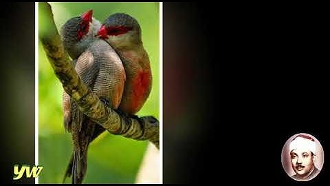 13  Ar Ra'd  سورة الرعد القارئ عبد الباسط عبد الصمد