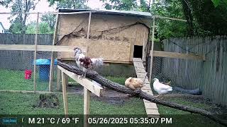 Rooster rules the Roost!