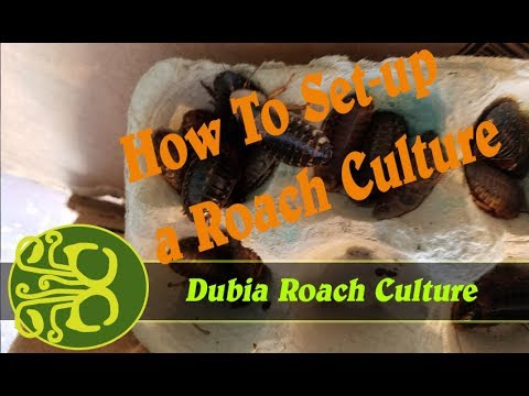 insects picture How-to Set up a Roach Culture