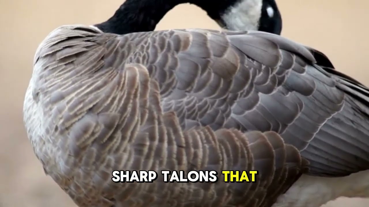 Amazing Facts About Geese You Didn’t Know