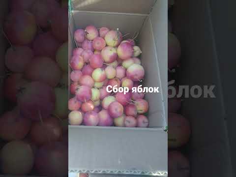 22 сентября 2022 г.