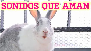 ¿Qué ruidos les gustan a los conejos?