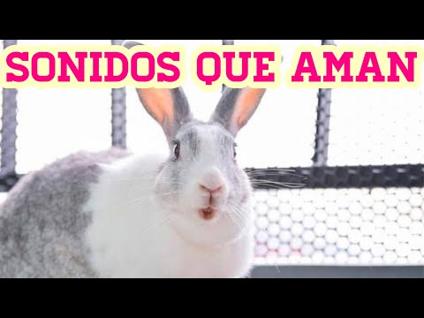 10 Sounds that rabbits love