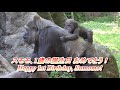 赤ちゃんゴリラ「スモモ」、1才の誕生日、おめでとう♪【上野動物園、ニシゴリラの家族】