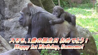 Congratulations to baby gorilla 'Sumomo' on his first birthday♪