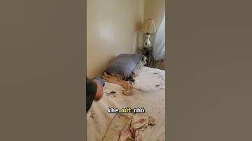 Sự Nguy Hiểm Của Rệp Giường #dietmoiquocphong #dietmoitangoc #dietcontrung #repgiuong #dietkien