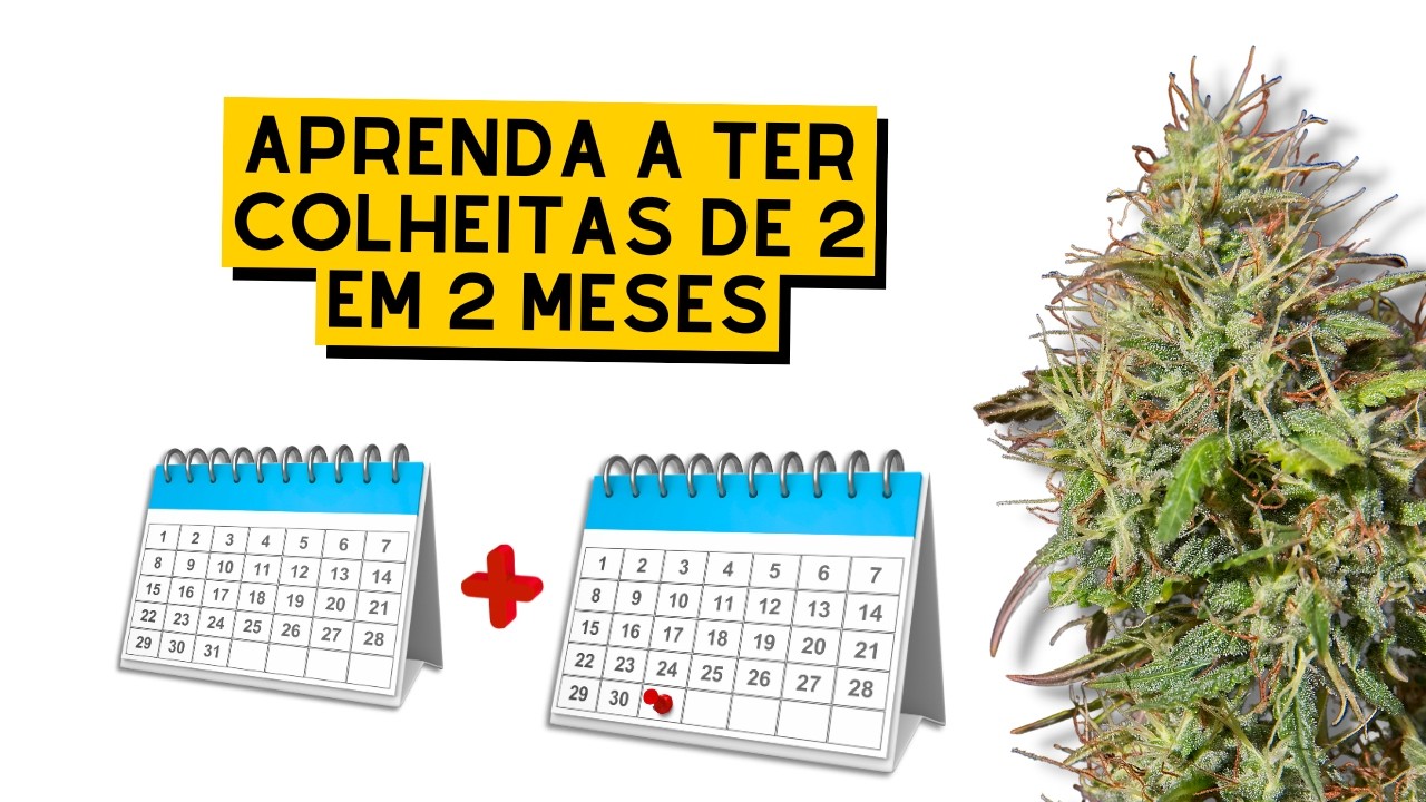 CULTIVO PERPÉTUO: aprenda a colher cannabis mais rápido