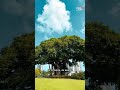 La voz de Efrén Arroyo describiendo nuestro icónico árbol #Shorts | WapaTV
