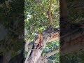 La voz de Efrén Arroyo describiendo nuestro icónico árbol #Shorts | WapaTV