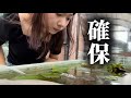 【放置はダメ】メダカ稚魚をたくさん生き残らせるためにやらなきゃいけないこと|アクアリウム|めだか|飼育