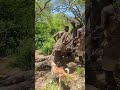 🦌 Jungle Hunt: अफ्रीकी जनजाति ने मिलकर उठाया शिकार | Tribal Unity in Action💪 #Shorts