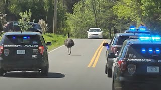 VIDEO: Escaped Emu leads police on 20-mile chase in Roane County