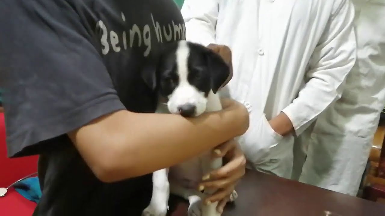 Vet in Dhaka City Pet Doctor in Bangladesh Dr. Sagir's Pet Clinic