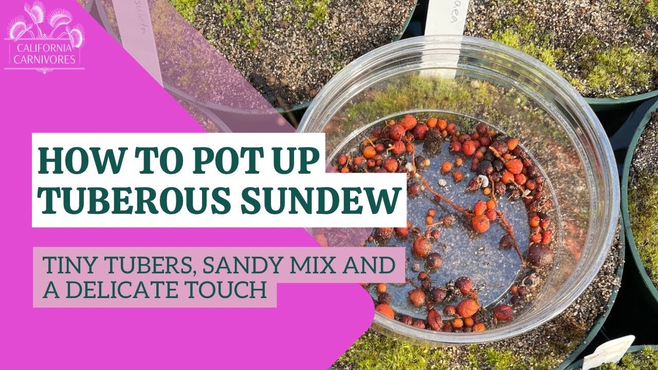 How To Plant Tuberous Sundews