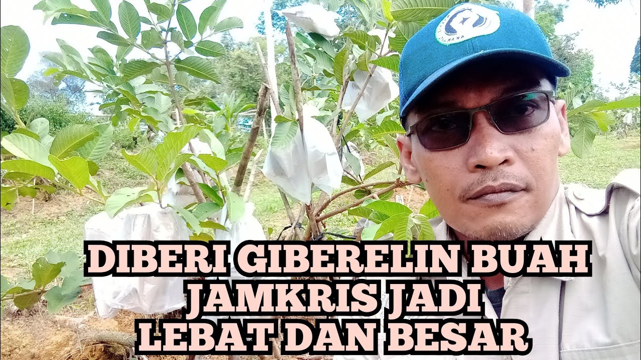 DIBERI GIBERELIN BUAH JAMBU KRISTAL JADI BANYAK DAN BESAR.